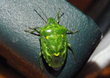 Banasa euchlora; Juniper Stink Bug