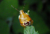 Podisus Predatory Stink Bug species; nymph