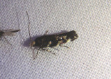 1509 - Stagmatophora wyattella; Wyatts Stagmatophora Moth
