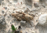 Dissosteira carolina; Carolina Grasshopper nymph