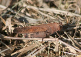 Arphia xanthoptera; Autumn Yellow-winged Grasshopper
