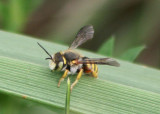 Anthidium oblongatum; Leafcutter Bee species; exotic