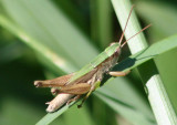 Dichromorpha viridis; Short-winged Green Grasshopper; male