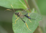 Acroricnus stylator aequatus; Ichneumon Wasp species