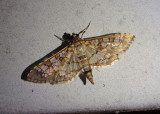 5150 - Samea castellalis; Stained-glass Moth