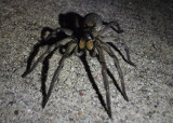 Hogna carolinensis; Carolina Wolf Spider