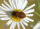 Sparnopolius confusus; Bee Fly species