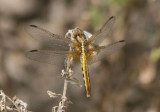 Erythrodiplax basifusca; Plateau Dragonlet; female
