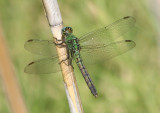 Erythemis collocata; Western Pondhawk; female