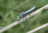 Erythemis collocata; Western Pondhawk; male