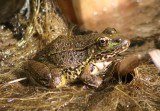 Lowland Leopard Frog