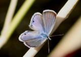 Echinargus isola; Reakirts Blue; male