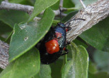 Largus Bodered Plant Bug species nymph