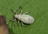 Catorhintha selector; Leaf-footed Bug species; nymph