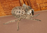 Olios giganteus; Giant Crab Spider species