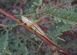 Conocephalus strictus; Straight-lanced Meadow Katydid; female
