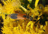 Chauliognathus limbicollis; Soldier Beetle species