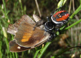 Phidippus carneus; Jumping Spider species; female