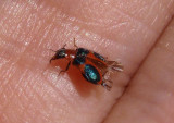 Collops Soft-winged Flower Beetle species