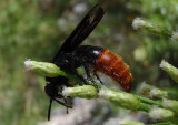 Triscolia ardens; Scoliid Wasp species