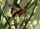 Tachypompilus unicolor; Spider Wasp species
