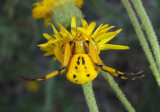 Misumenoides formosipes; Whitebanded Crab Spider