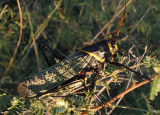 Taeniopoda eques; Horse Lubber