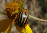 Zygogramma continua; Leaf Beetle species