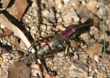 Phoetaliotes nebrascensis; Large-headed Grasshopper; female