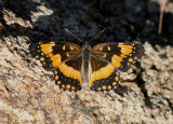 Chlosyne californica; California Patch