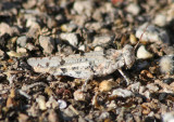 Cibolacris parviceps; Cream Grasshopper; female