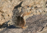 Harris's Antelope Squirrel