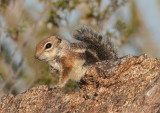Harriss Antelope Squirrel