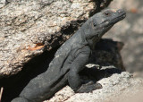 Common Chuckwalla