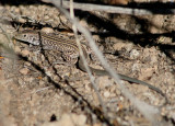 Tiger Whiptail; juvenile 