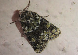 10415 - Lacinipolia strigicollis; Collared Arches Moth