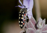 Acmaeodera gibbula; Metallic Wood-boring Beetle species