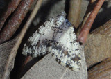6312 - Speranza deceptrix; Geometrid Moth species