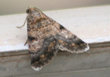 8613 - Forsebia perlaeta; Forsebia Moth