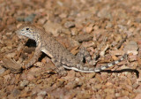 Zebra-tailed Lizard; female