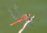 Brachymesia furcata; Red-tailed Pennant; male