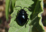 Largus Bodered Plant Bug species nymph