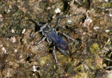 Liris Square-headed Wasp species