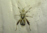 Harmostes angustatus; Scentless Plant Bug species
