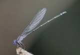 Argia translata; Dusky Dancer; male