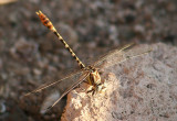 Erpetogomphus compositus; White-belted Ringtail; male