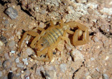 Centruroides sculpturatus; Arizona Bark Scorpion