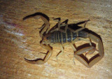 Centruroides sculpturatus; Arizona Bark Scorpion