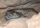 Desert Spiny Lizard