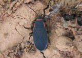 Melacoryphus rubicollis; Seed Bug species